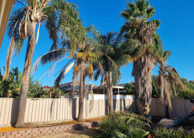 palm tree before removal