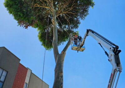 Spotted gum tree