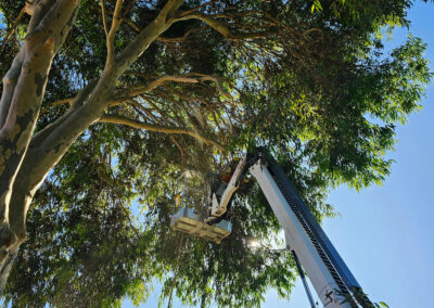 Spotted gum tree mid removal