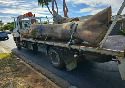 Spotted gum tree on truck