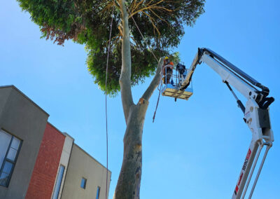 Spotted gum tree removal