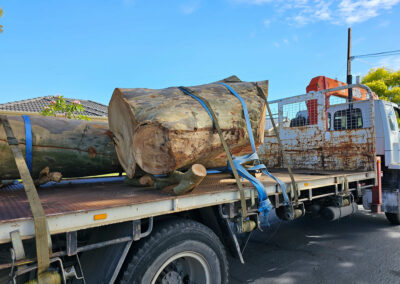 Spotted gum tree stump