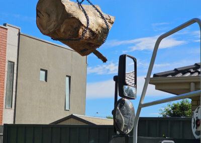 Spotted gum tree stump being lifted