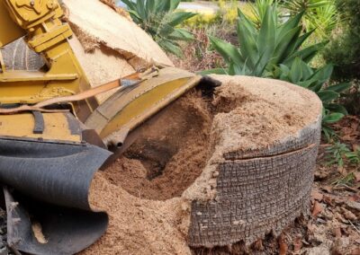 stump grinding in progress, saw dust being made from a palm tree stump