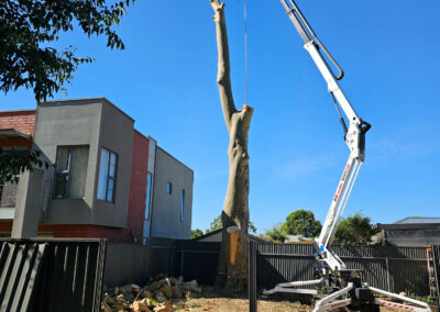 Tree removal Adelaide with scissor lift