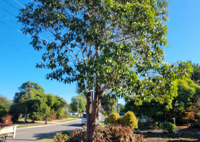 tree before removal