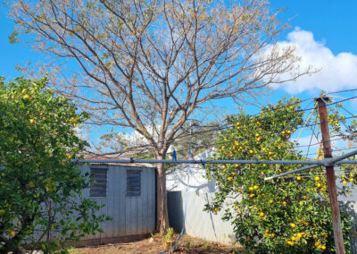 tree removal